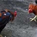 Pelik Tapi Benar!!! Ayam Masih Hidup Setelah Disembelih